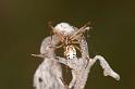 Latrodectus_hasselti_D7178_Z_89_Kidmans camp_Australie
